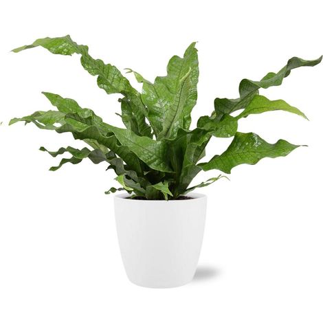 Microsorum Diversifolium fougère kangourou plante d’intérieur feuillage décoratif, pot D18x17 cm, blanc, hauteur env. 45 cm - PANGIVO