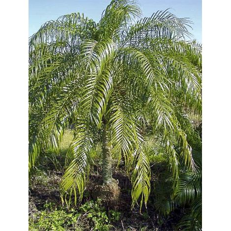 Dattier du Mékong Pot de 20L/25L