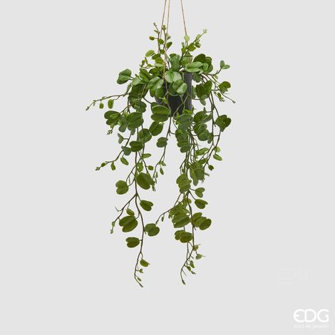 EDG Bauhinia Con Vaso Da Appendere H 64 (1/3)