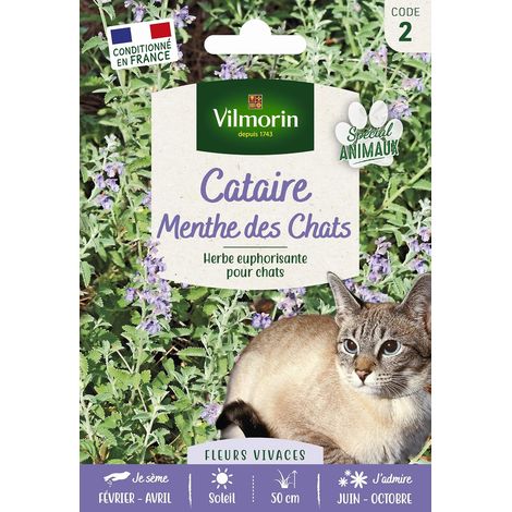 Cataire "Menthe des Chats" (Nepeta cataria) - Grand Modèle (1/5)
