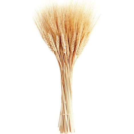 Tiges de blé séchées, 100 tiges de gerbes de blé pour décorer la table de mariage, la cuisine à la maison (20 pouces) (1/5)