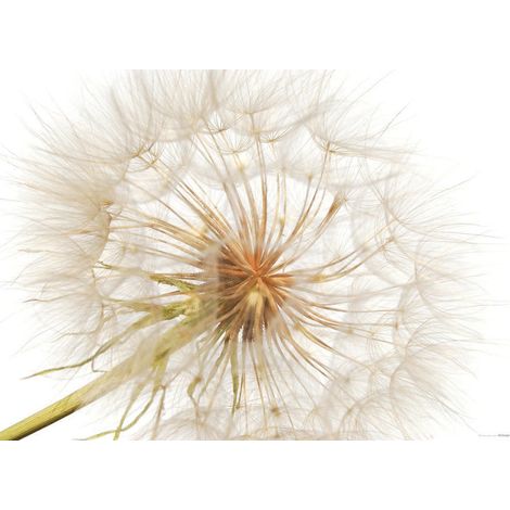 Dandelion, photo murale intissée, 155x110 cm, 1 part (1/3)