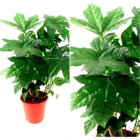 Planta Natural Aralia en Maceta M17