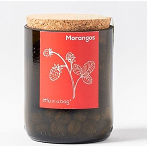 Kit bouteille Prêt à pousser Fraises (1/2)
