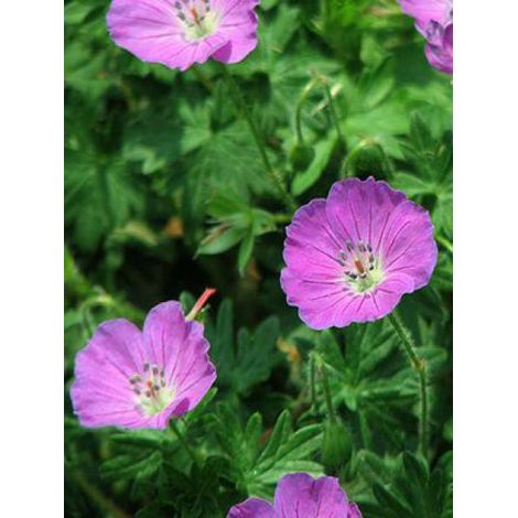 Géranium vivace 'Pink Penny' Godet de 8/9 cm (1/3)