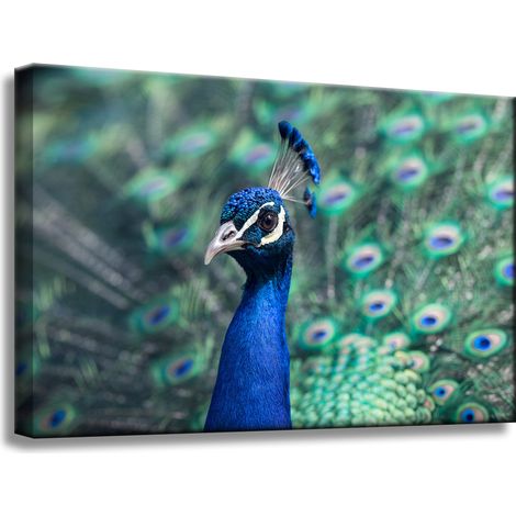 Leinwanddruck Tiere Bunter Pfau 60x40 cm Vogel Indischer Pfau
