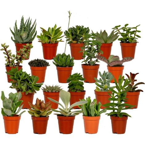 Lot de 20 Plantes Succulentes Variées Pot 7 cm Hauteur 5,5 cm Plantes Grasses d’Intérieur - PANGIVO (1/5)