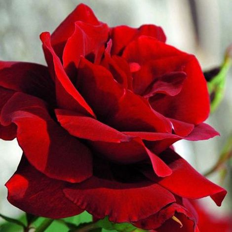 2 x Rosa - Rosier grimpante Kordes - Rosa 'Santana'®
