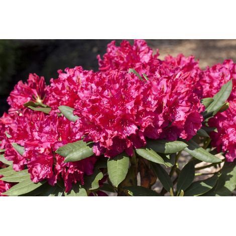 Rhododendron 'Mrs.P.den Ouden' Rhododendron Hybr.'Mrs.P.den Ouden' 5L 30- 40