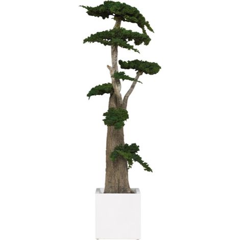Pianta di Ginepro stabilizzata H160cm (No acqua no Manutenzione) (1/4)