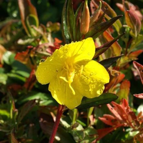 Oenothère fruticosa ssp. Glauca/Lot de 5 godets