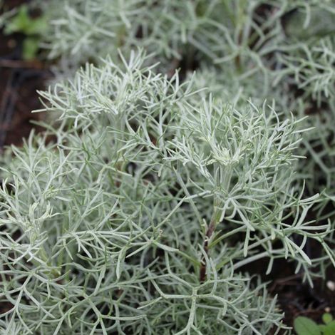 4 x Armoise argentée - Artemisia 'Canescens' - godet 9x9 cm (1/4)