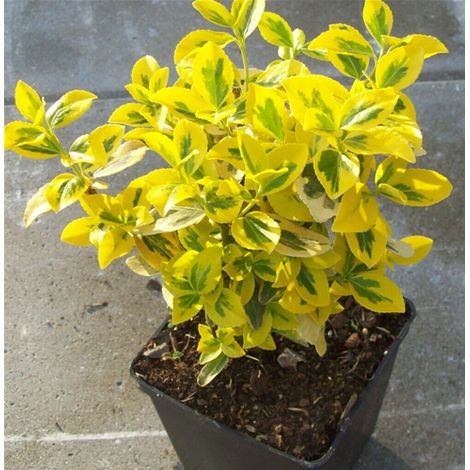 3 piante di Evonimo "Euonymus fortunei Emerald Gold" pianta da siepe sempreverde in vaso 9x9 cm