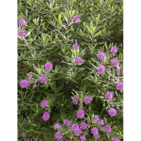 Hébé Véronique arbustive 'Wiri Charm' 90 cm – Feuillage persistant – Exposition soleil/mi-ombre – Pot de 2L/3L (1/4)