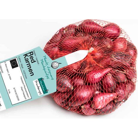 Bulbes d'oignons à repiquer Red Karmen (rouge) 500gr – Moyenne précocité – Bon rendement – Excellente conservation – Debaere (1/2)