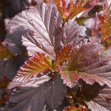 Physocarpus Diabolo®, Physocarpe/Pot de 7,5L - 60/80 cm