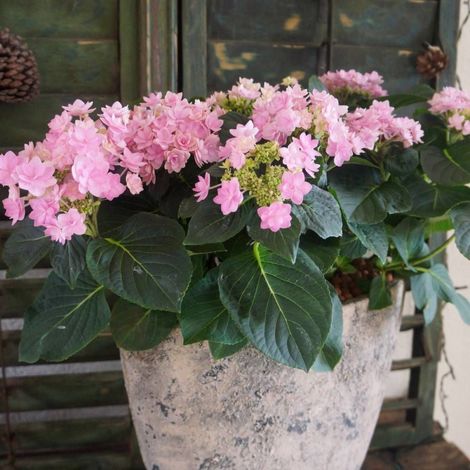 Hortensia YOU&ME® Romance 'RIE 09', Hydrangea macrophylla/Pot de 1,5L - 20/40 cm (1/3)