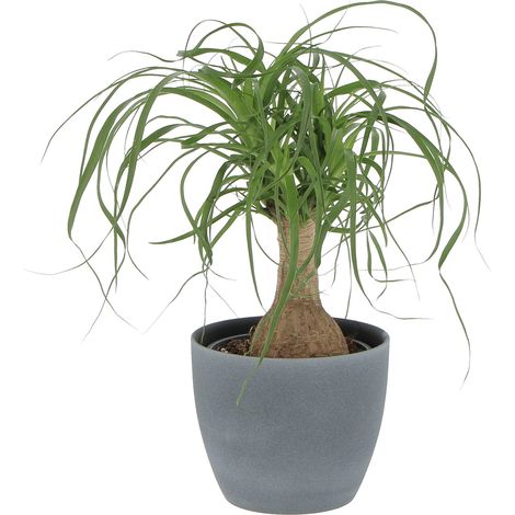 Beaucarnea Nolina Recurvata con Vaso in Ceramica Pianta Mangiafumo - H 30-40 cm Vaso Ø 14 cm