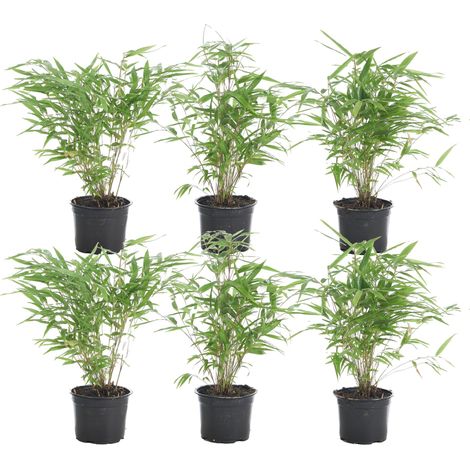 Lot de 6 Fargesia Rufa – Bambou non invasif – Hauteur 20-30 cm – Pot 10 cm – Résistant à l'hiver – Pour mi-ombre ou soleil