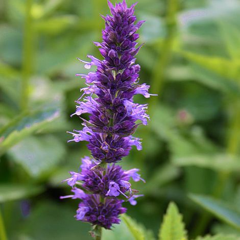 4 x Agastache à odeur d'Anis - Agastache foeniculum - godet 9x9
