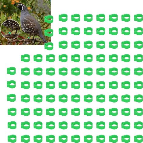 Anelli per zampe di piccione – verdi – resistenti – marcatura del pollame – identificazione