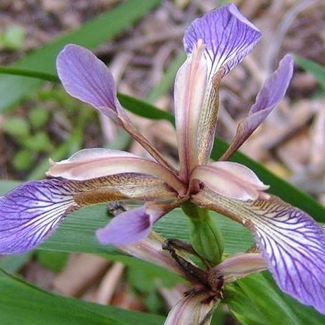 4 x Iris gigot - Iris foetidissima - godet 9x9 cm (1/4)