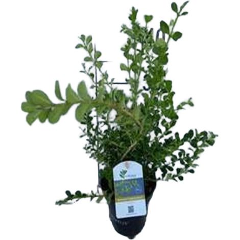 Buxus betterbuxus 'Babylon Beauty' - Boule pot 30/+ cm