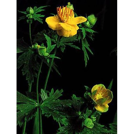 Trolle de Chine 'Golden Queen' Godet de 8/9 cm (1/4)