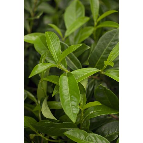 Bodendeckende Lorbeerkirsche 'Mount Vernon' Prunus laurocerasus 'Mount Vernon' C 7,5 40- 50
