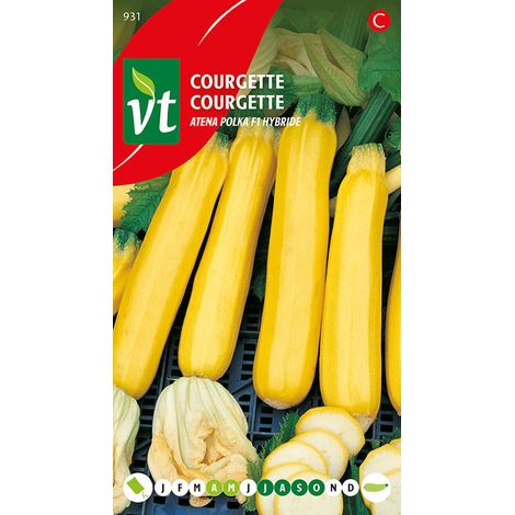 Courgette Gold Rush - Ca. 1,5 gr (Livraison Gratuite)