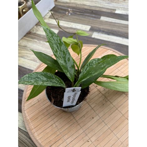 Hoya pubicalyx silver pink