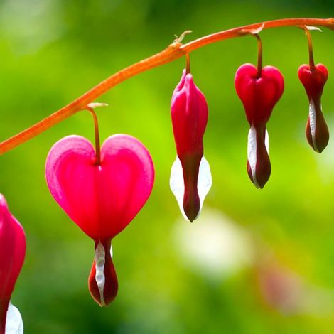 Pépinières Naudet – Cœurs de Marie Rose (Dicentra Spectabilis) – Hauteur 70 cm – Fleurs roses à pointe blanche – Rustique jusqu'à -15°C (1/5)