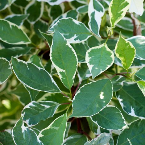Cornouiller blanc ivory halo - Cornus alba ivory halo 60/70 cm Pot 3L (1/5)