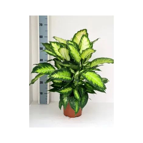 Gardenaria Dieffenbachia 'Camilla' - Pianta da interno ornamentale - Altezza: 35 cm (vaso 17) (1/5)