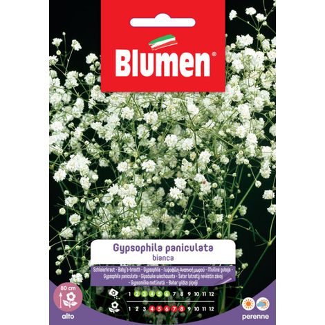 SEMI GYPSOPHILA PANICULATA BIANCA BLUMEN