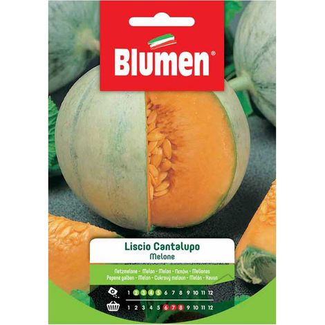 SEMI MELONE LISCIO CANTALUPO BLUMEN