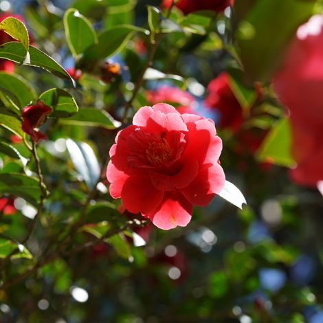 Camélia réticulé Mary Williams - Camellia reticulata Mary Williams 60/80cm