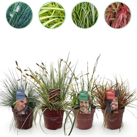 Lot de 4 Graminées Ornementales Colorées Persistantes pour Jardin Pot 17 cm Hauteur 50 cm - PANGIVO (1/5)