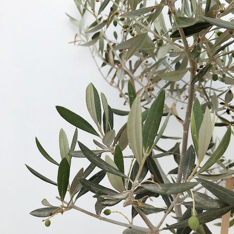 Olivier Olea europaea 100/125cm Pot 25L