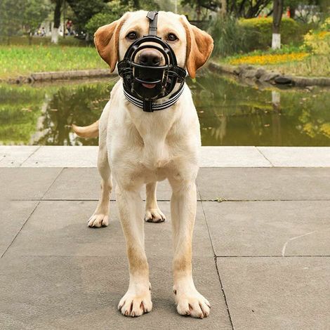 Muselière pour Chien, Museau, Muselière Panier pour Petits, Moyens Et Grands Chiens avec Sangles Réglables (M,Noir)