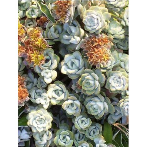 Orpin spatulé 'Cape Blanco' Godet de 8/9 cm (1/3)