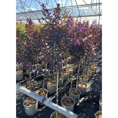 Gardenaria Lagerstroemia indica 'Black Solitaire Purely Purple' - Arbusto ornamentale da giardino - Altezza: 40/60 cm (vaso19) (1/5)
