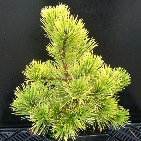 Pin de montagne Winter Gold, Pinus/Pot de 5L - 40/60 cm