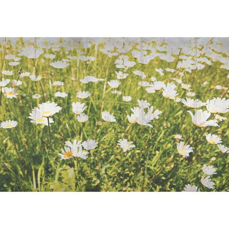Papier peint panoramique champ de fleurs | Tapisserie panoramique marguerite | Papiers peints panoramiques vert et blanc - 270 x 400 cm (4 pièces) (1/2)