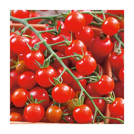 TOMATE SWEETBABY - 0.05 G