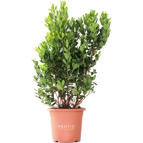 Arbutus Unedo Corbezzolo - Piante da Esterno Vere Albero da Frutto - H 80/100 cm Vaso Ø 24 cm (1/2)