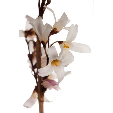 Weiße Forsythie Abeliophyllum distichum C 60- 80