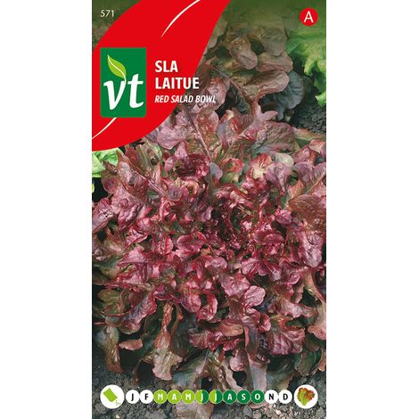 Laitue Red Salad Bowl - Ca. 2 gr (Livraison Gratuite) (1/2)