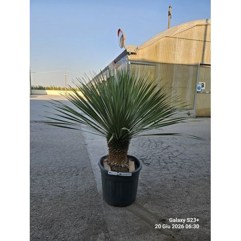 YUCCA ROSTRATA VASO 45 H TR.20/30