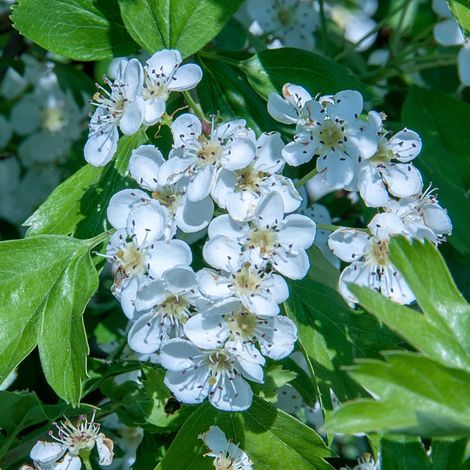 Gardenaria Crataegus monogyna - Arbusto ornamentale da giardino - Altezza: 30/35 cm (vaso19) (1/4)